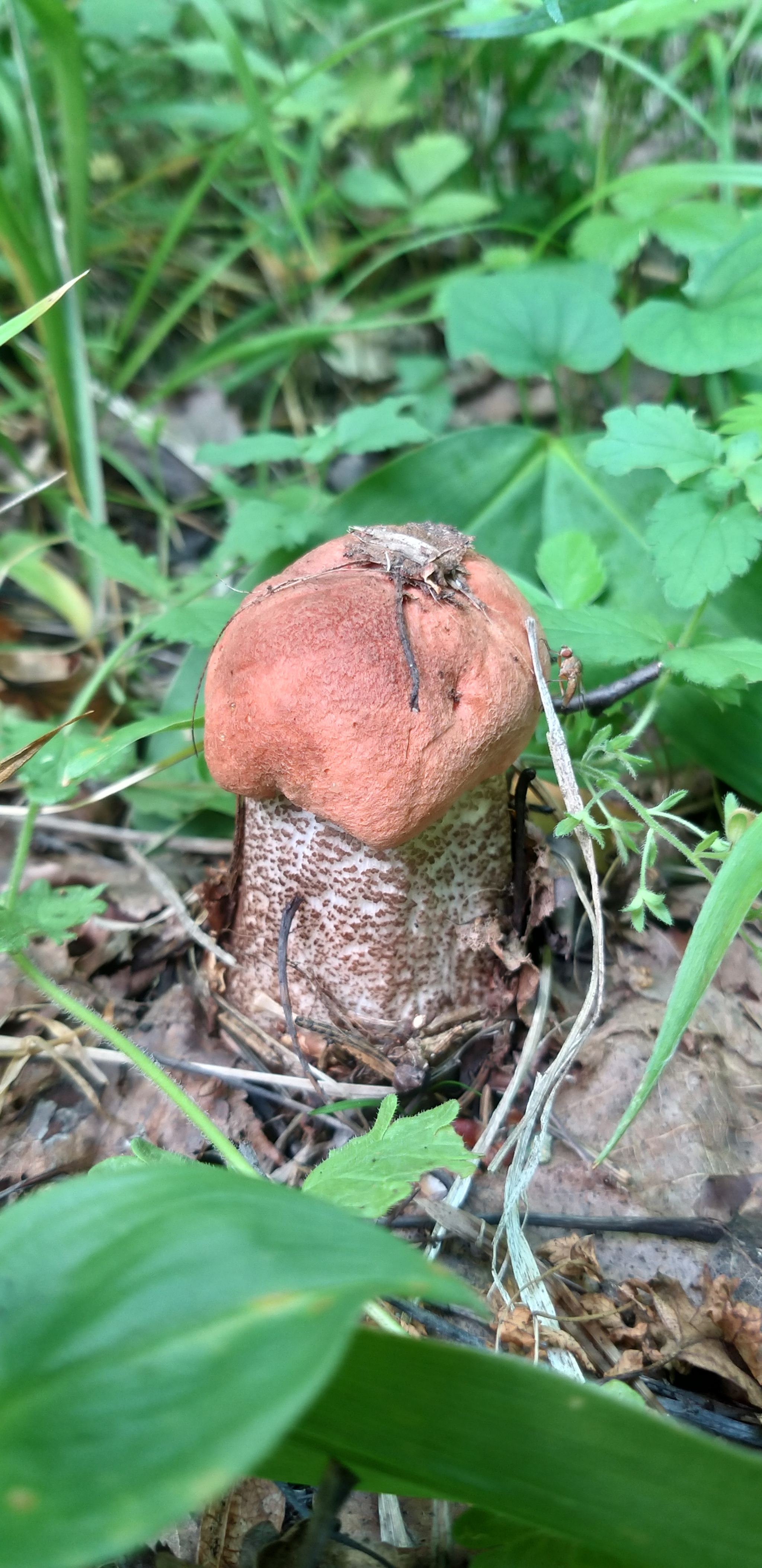 Vasily Ivanovich! Whites in the forest! - My, Leningrad region, Forest, Silent hunt, Mushrooms, Longpost