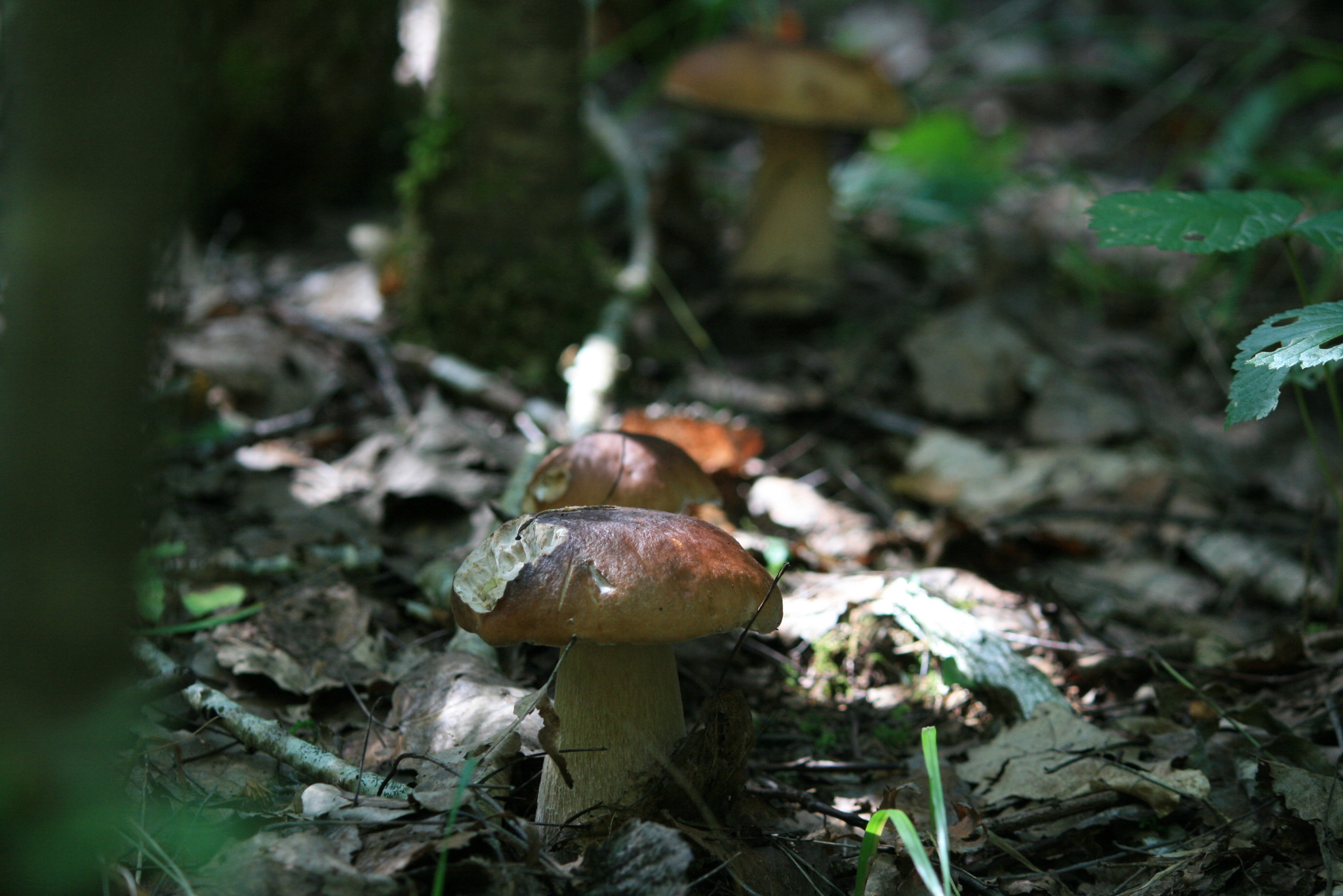 Vasily Ivanovich! Whites in the forest! - My, Leningrad region, Forest, Silent hunt, Mushrooms, Longpost