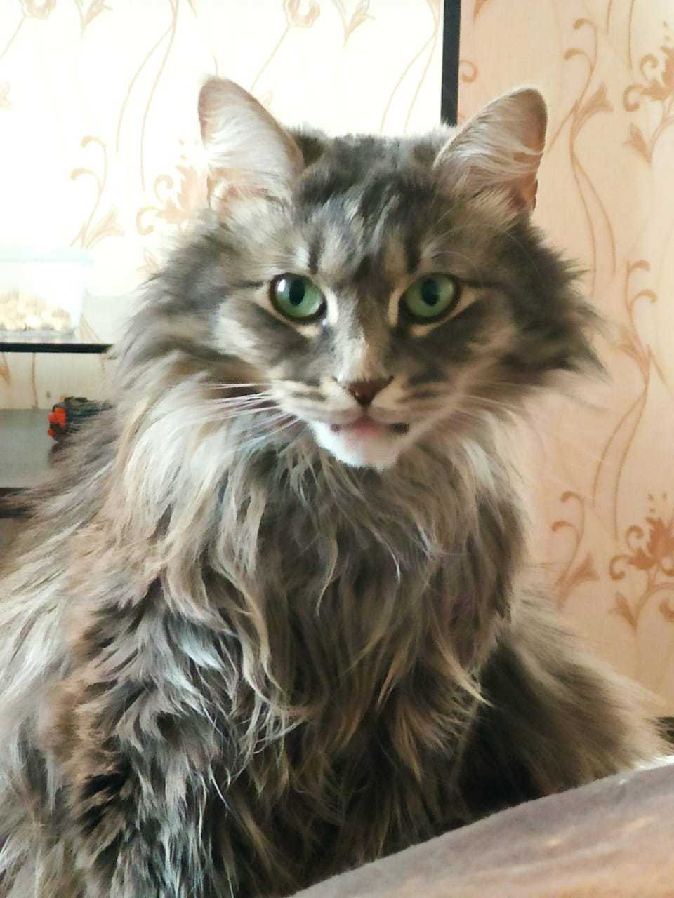 The cat is missing! Vladimir region: SNT Diana, near the village of Kostino UPD Found - My, Lost cat, cat, No rating, Help, Longpost, Vladimir region, Lost