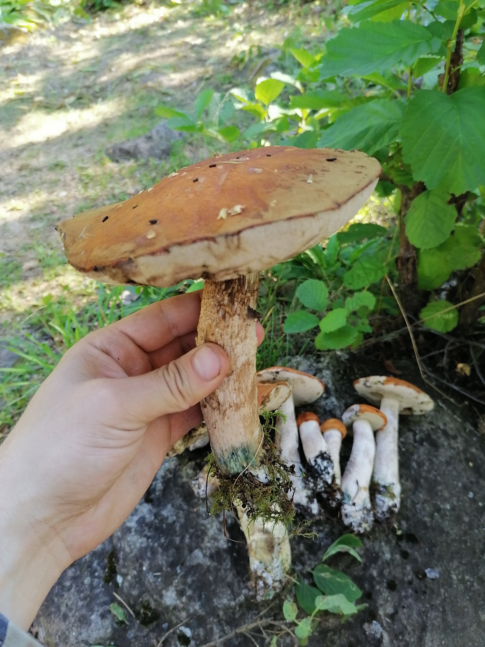 Lake Vuoksa - My, Leningrad region, Lake Vuoksi, Mushrooms, Longpost, The photo