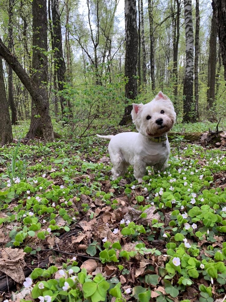 A dog is man's friend - My, Dog, Puppies, West Highland White Terrier, Milota, It Was-It Was, Vestik, Longpost