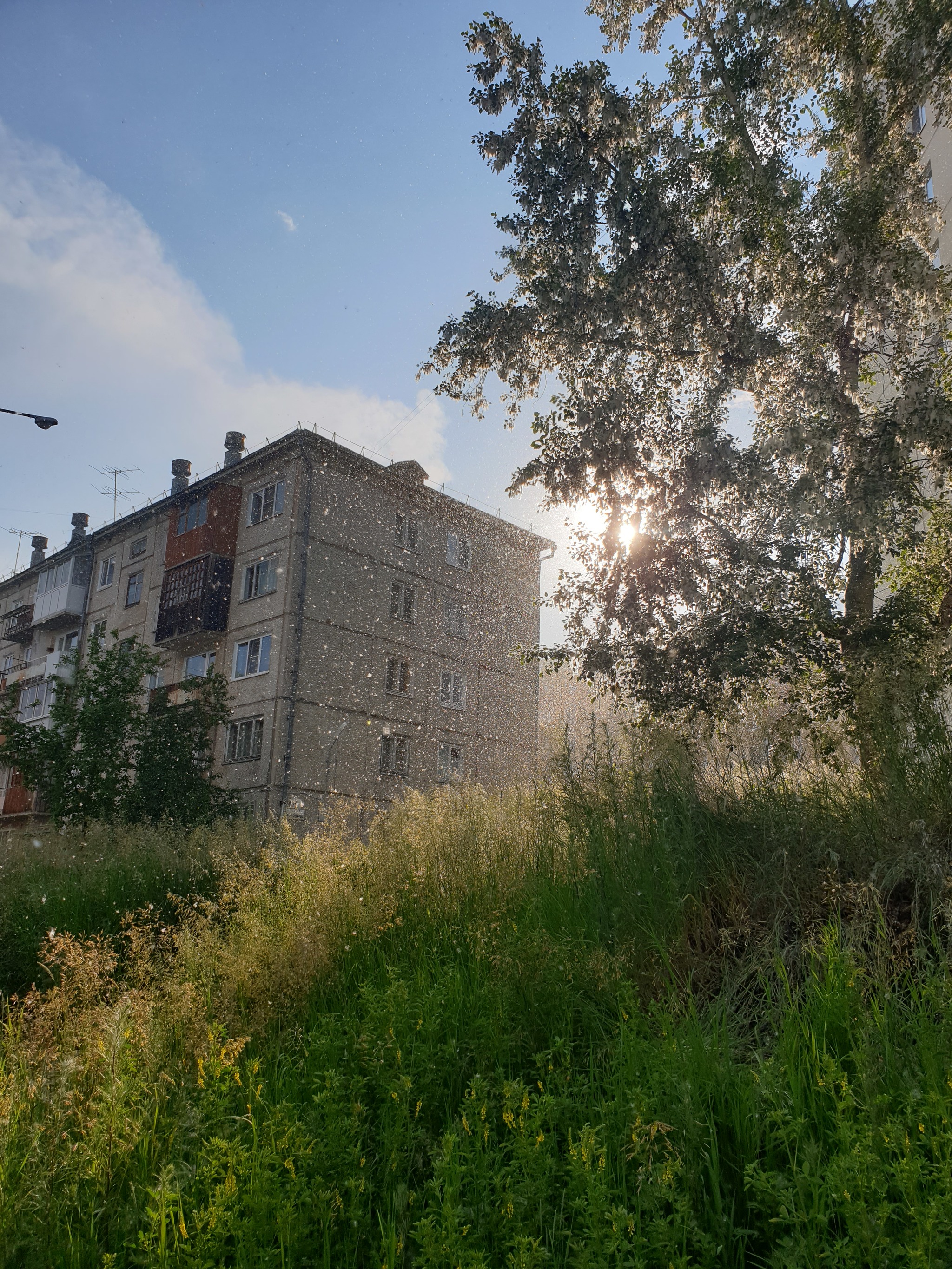 This summer has been unusually fluffy) - My, Poplar fluff, Heat, Longpost, The photo