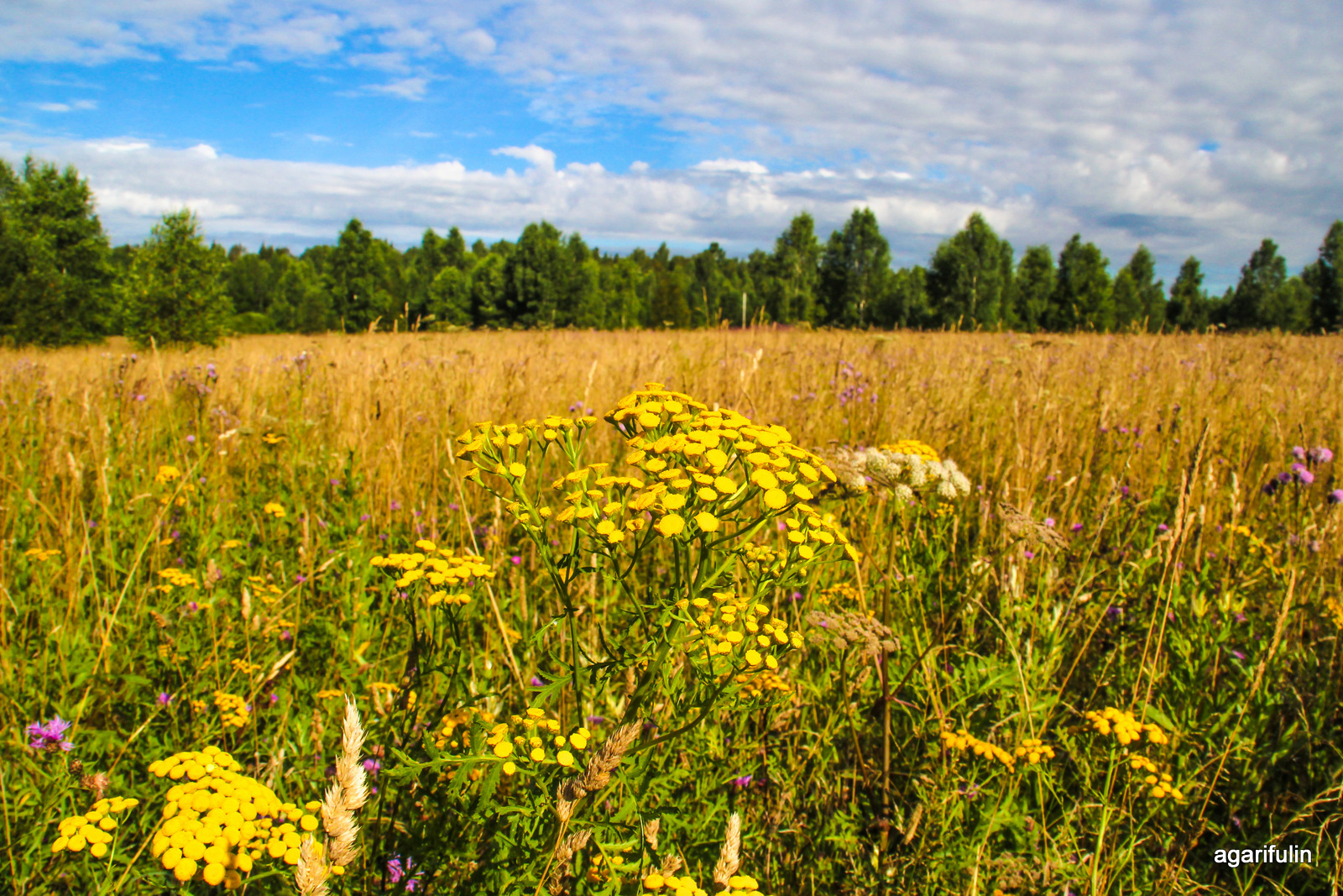 Dacha summer - My, Sky, Dacha, Summer, Nature, Stars, Canon, Canon 600D, Lightroom, Longpost