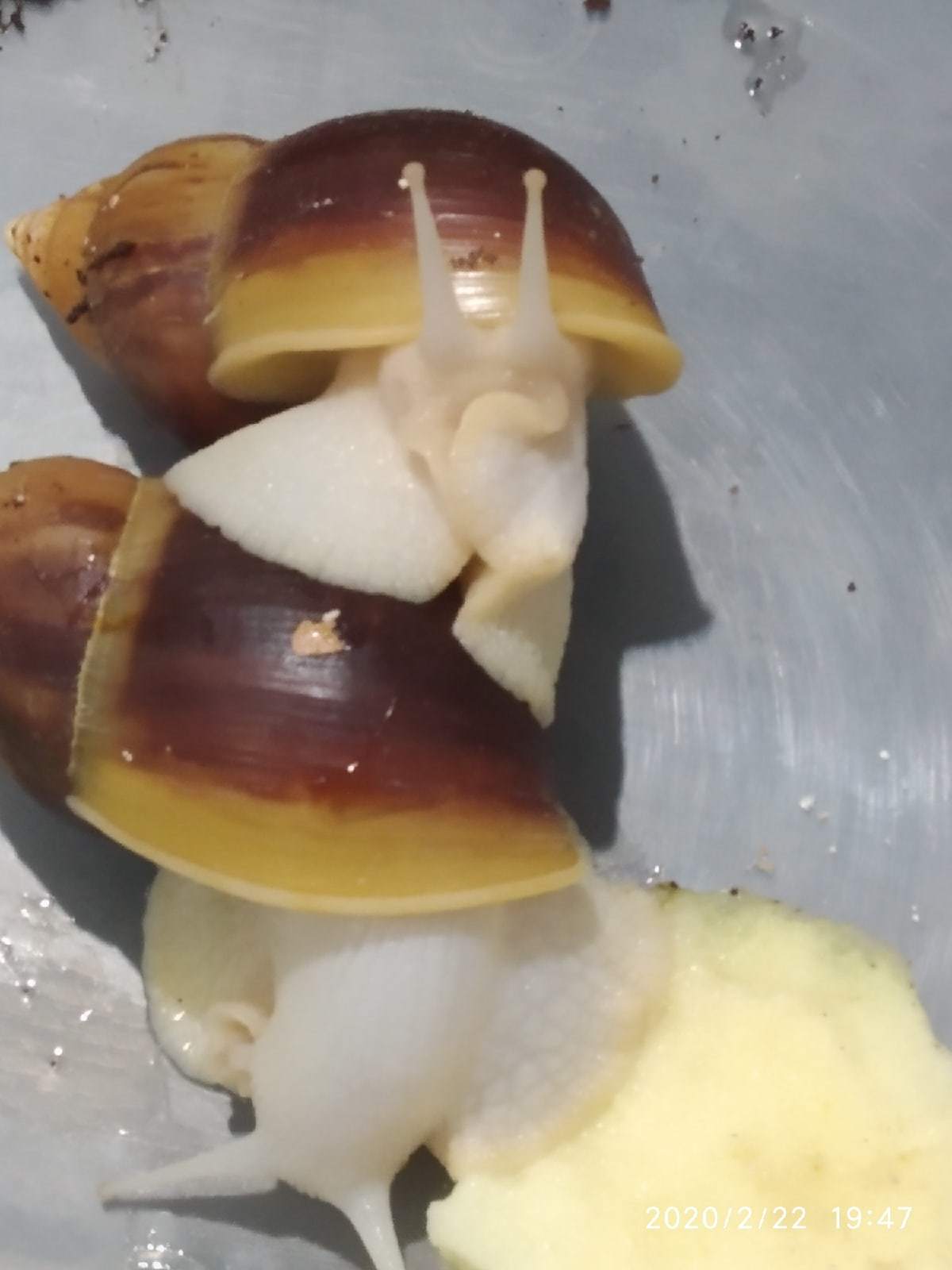 Something depressed - My, Achatina, Snail