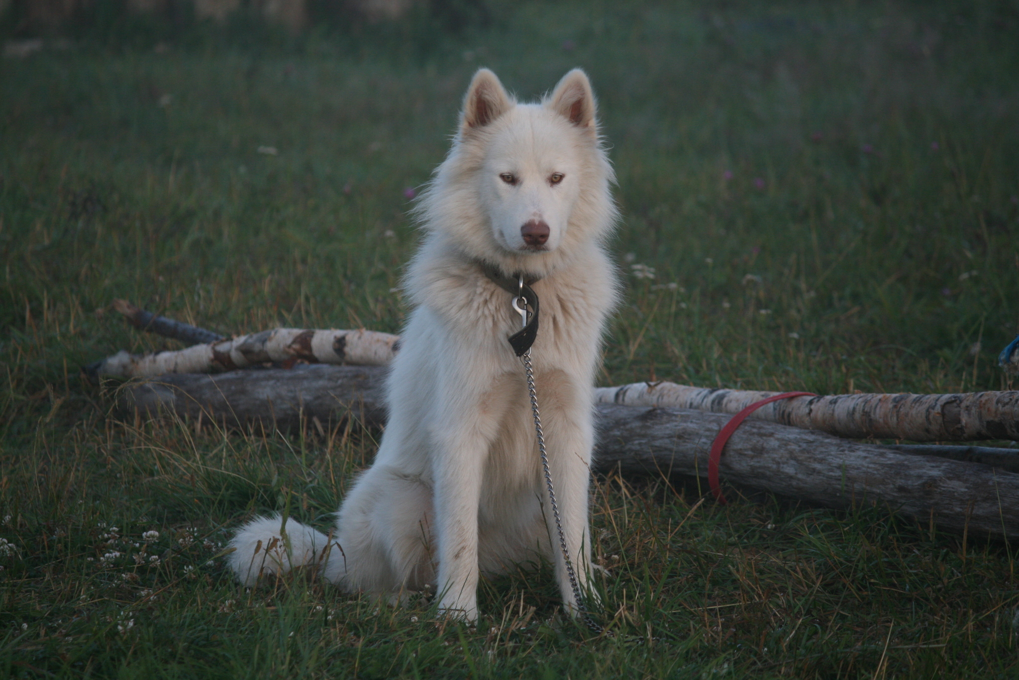 Dawn Dog - My, Dog, Alaskan Malamute, Village, dawn, Morning, Longpost