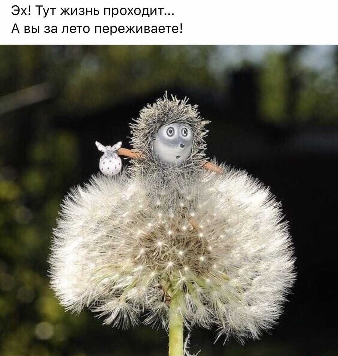 Yozhig!))) - Humor, Hedgehog in the fog, A life, Dandelion, Picture with text