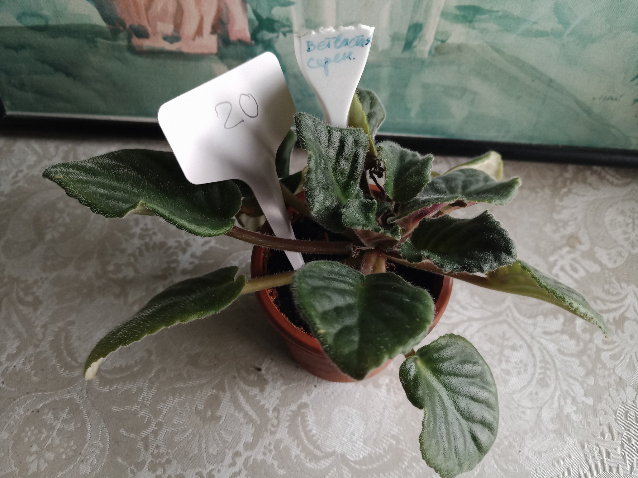 Flowers need new owners, and I need answers to questions. St. Petersburg - My, Flowers, In good hands, Houseplants, Saint Petersburg, Longpost, No rating, Is free, Plants