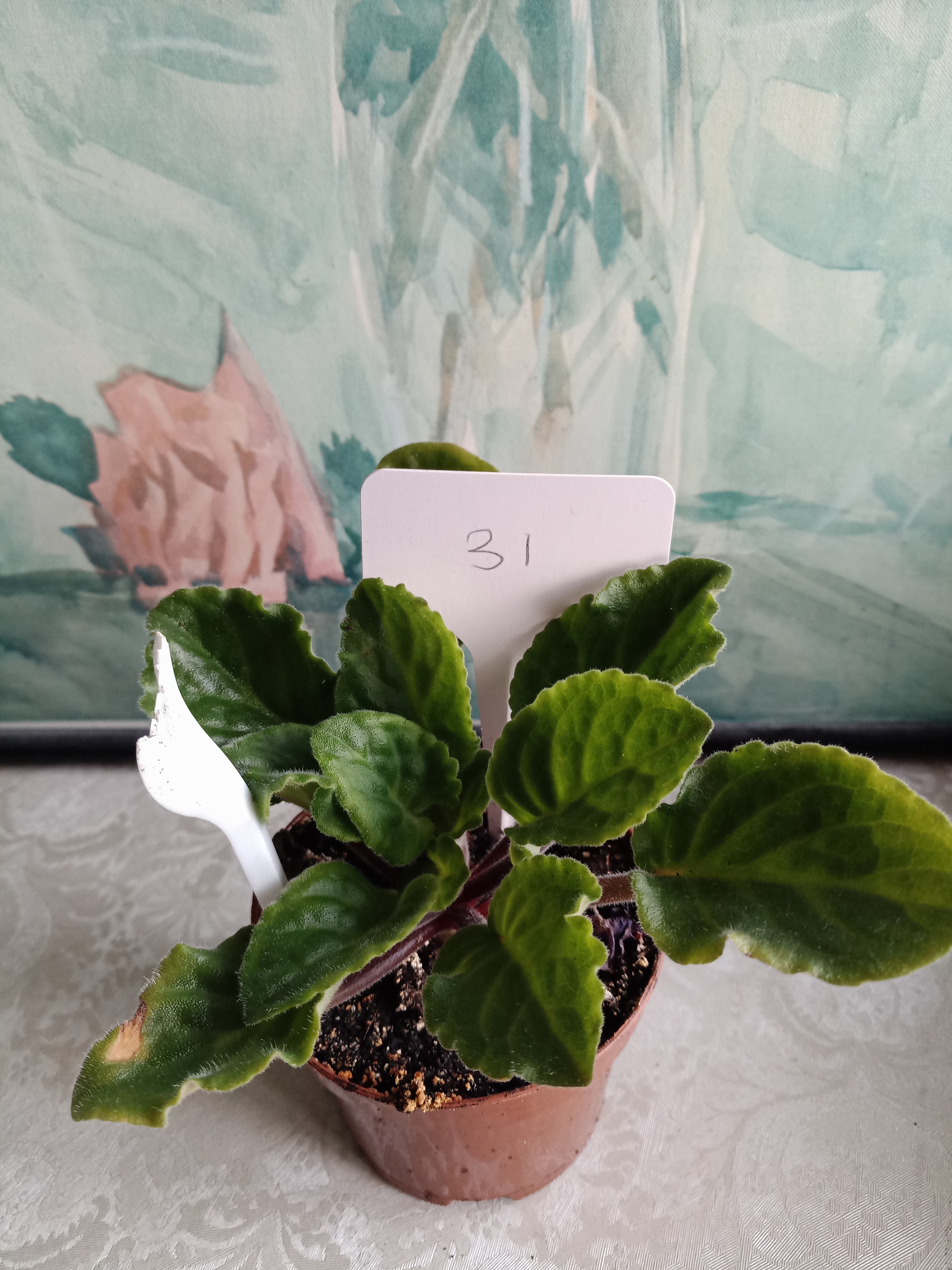 Flowers need new owners, and I need answers to questions. St. Petersburg - My, Flowers, In good hands, Houseplants, Saint Petersburg, Longpost, No rating, Is free, Plants