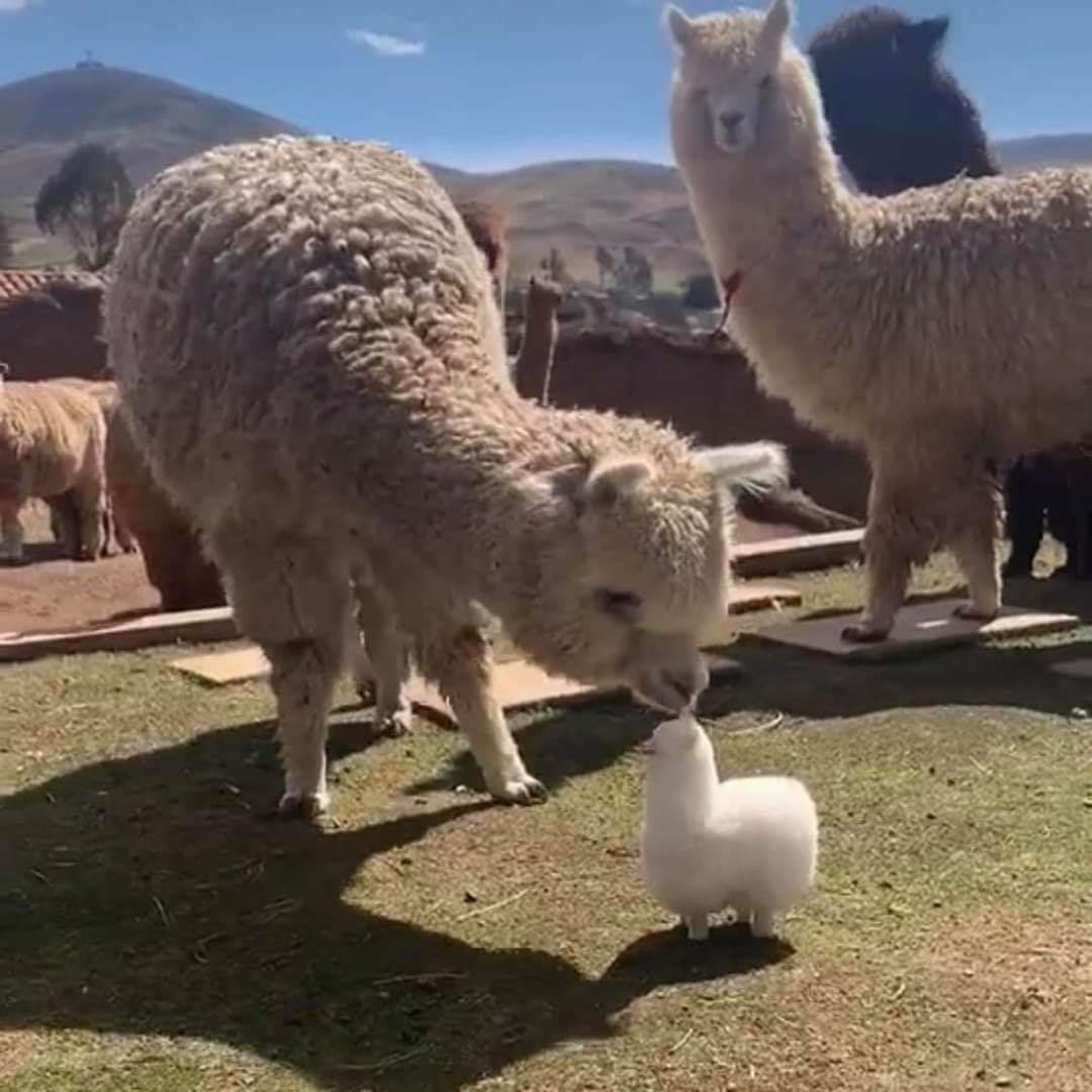 Explain your smallness - Animals, Alpaca, Toys, The size, Comparison, The photo