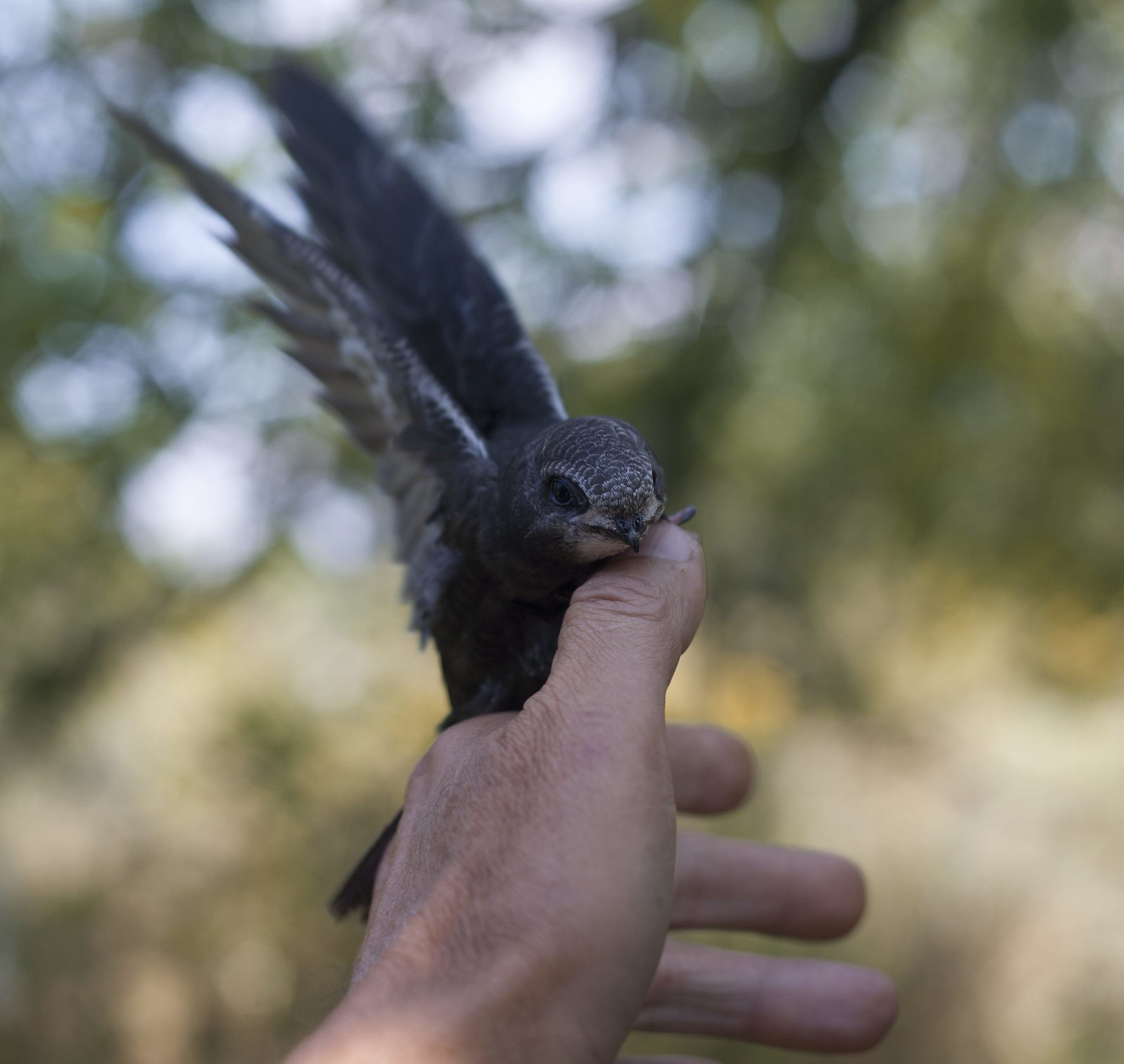 And again the swift - My, Birds, Black Swift, Apus apus, Chick, Feeding, The photo, Longpost