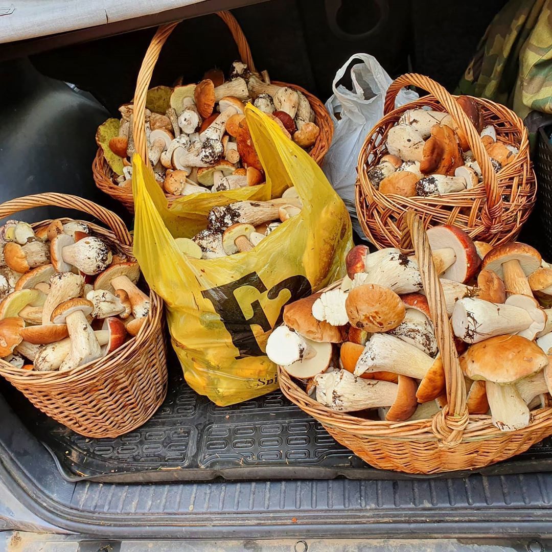 Silent hunt - Mushrooms, Silent hunt, Leningrad region, Losevo, Longpost