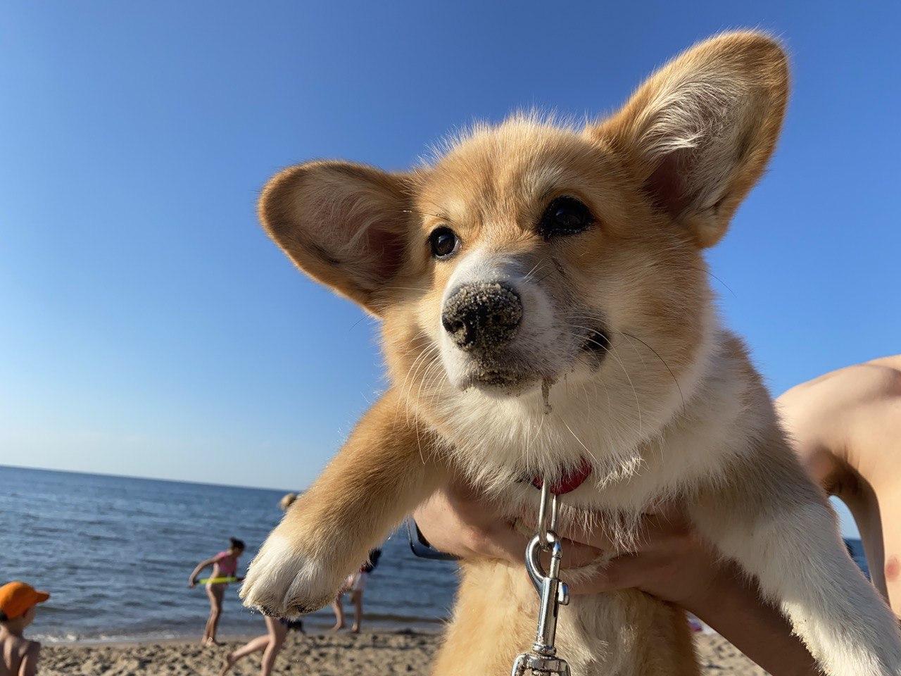 Corgi Maggie's adventures at sea! - My, Dog, Corgi, Welsh corgi pembroke, Puppies, Video, Longpost, Beach, The photo, Sand