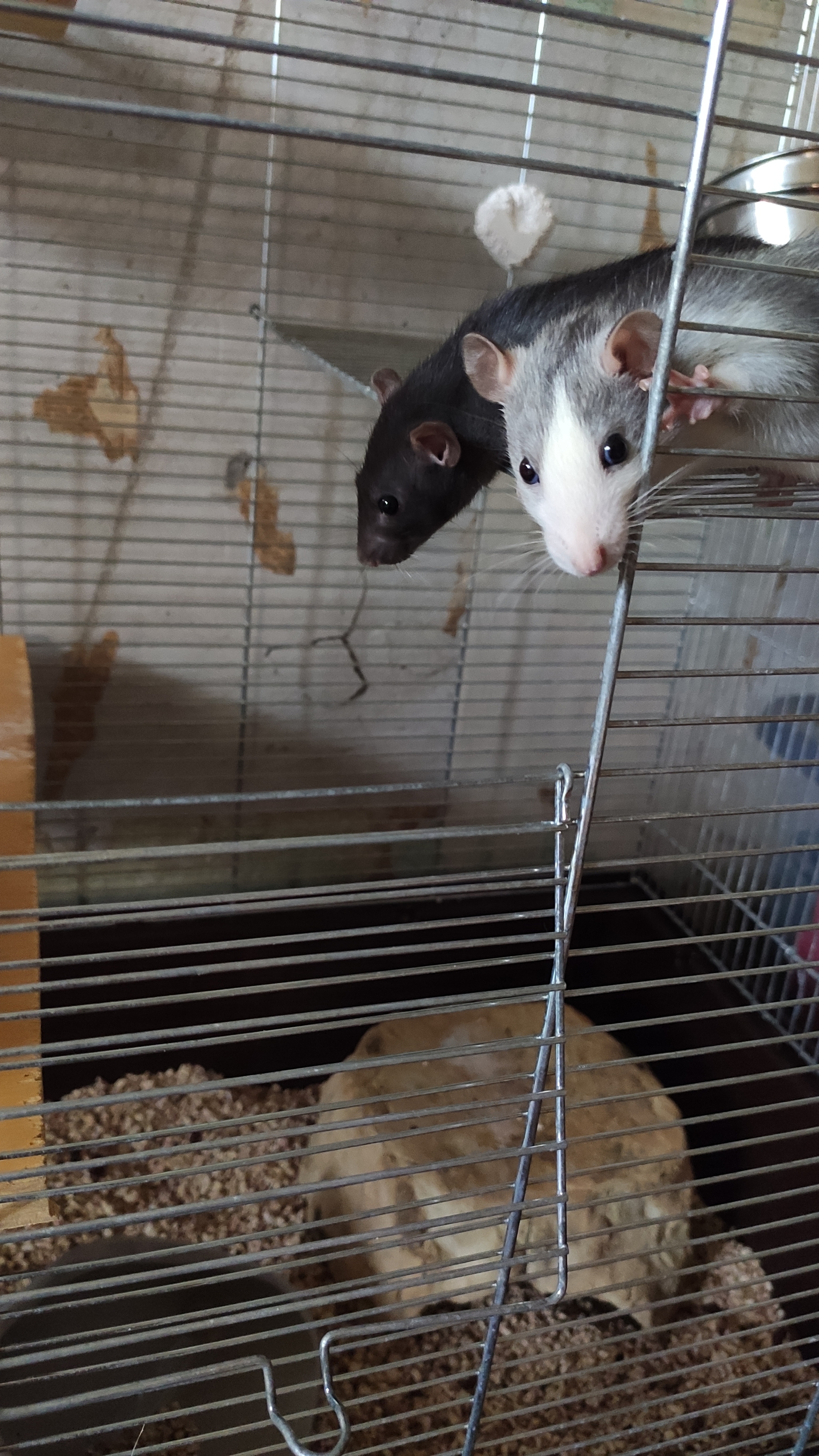 My boys - My, Rat, Decorative rats, Milota, Pets, Longpost