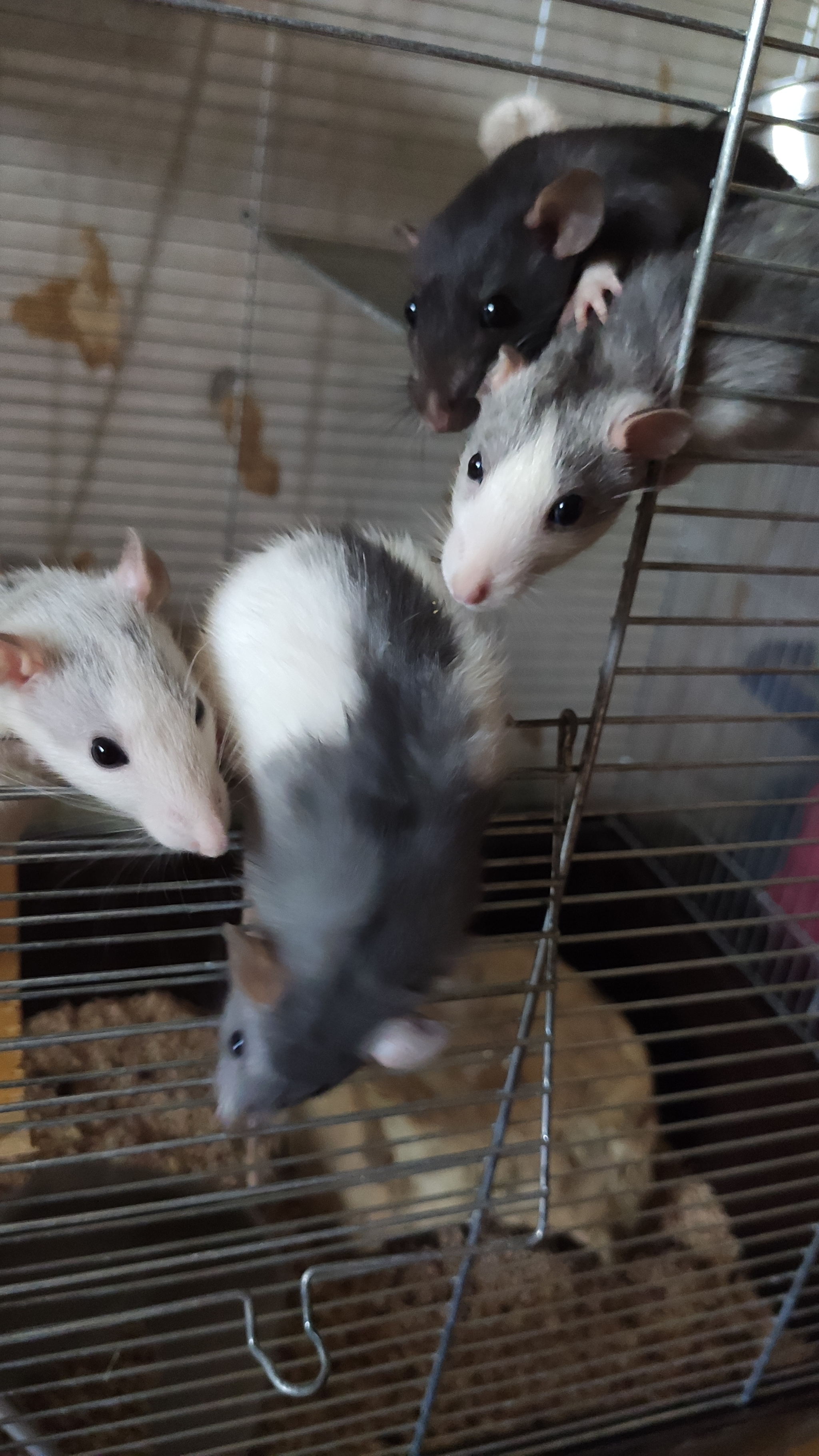 My boys - My, Rat, Decorative rats, Milota, Pets, Longpost