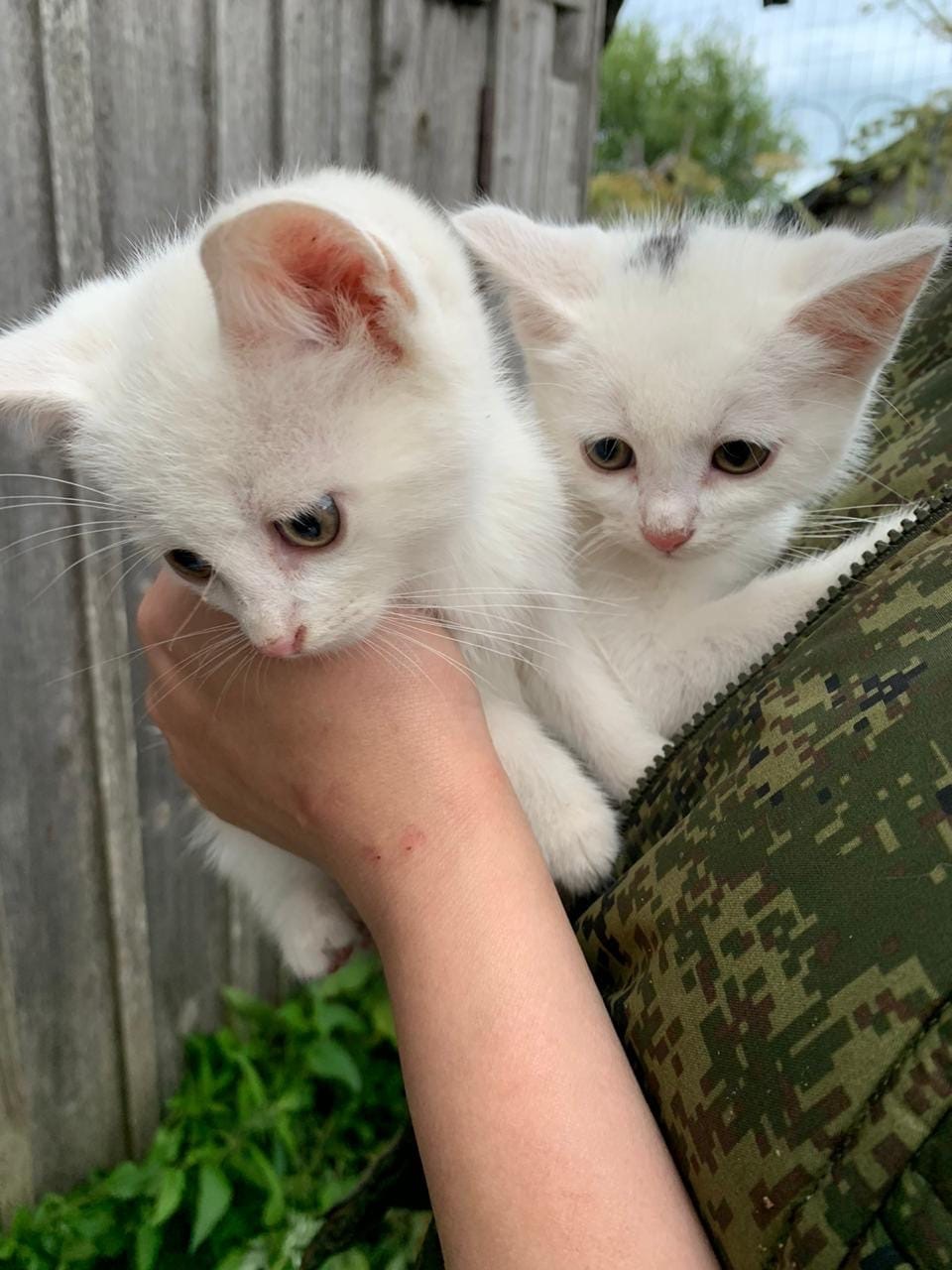 Kids in good hands - My, Leningrad region, Saint Petersburg, In good hands, cat, Kittens, Longpost, Animal shelter, No rating