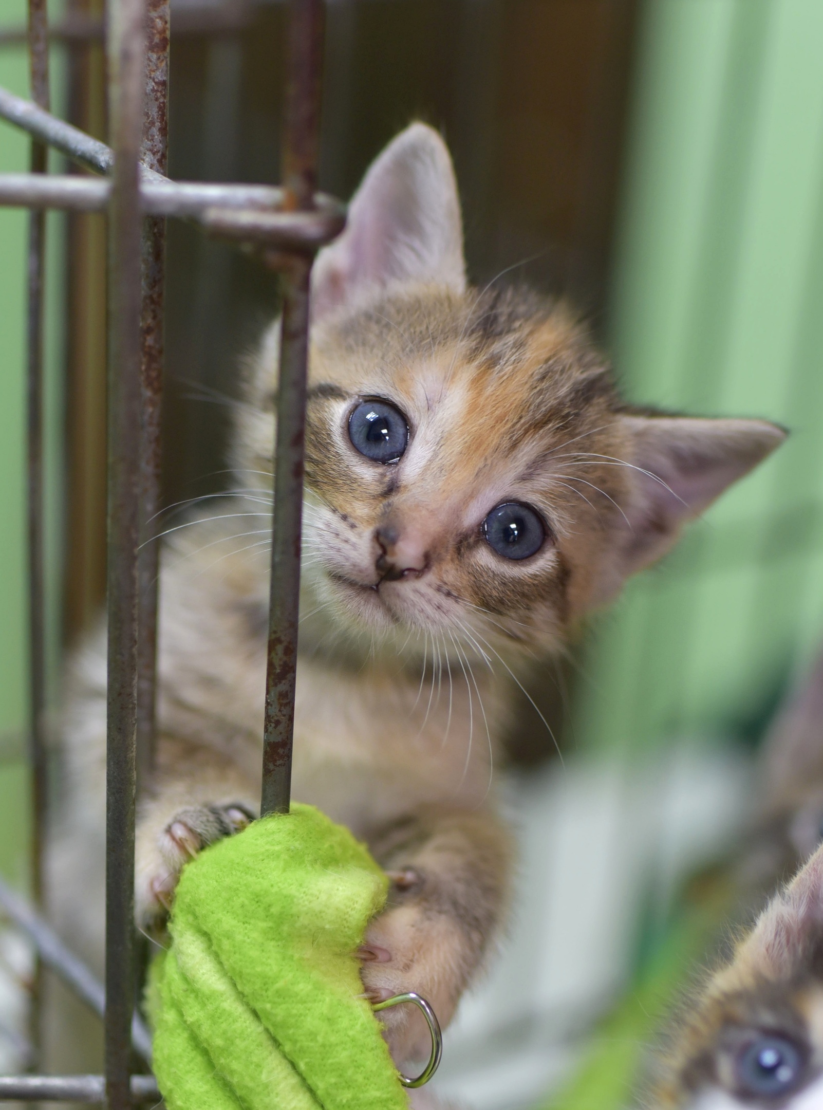 Bouquet of kittens from the Priozersky shelter - My, In good hands, No rating, Kittens, Longpost, Saint Petersburg, cat