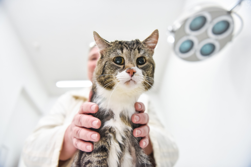 How the cat Lapunya was treated - Veterinary, Prosthetics, Habr, The science, Clinical trials, cat, Longpost