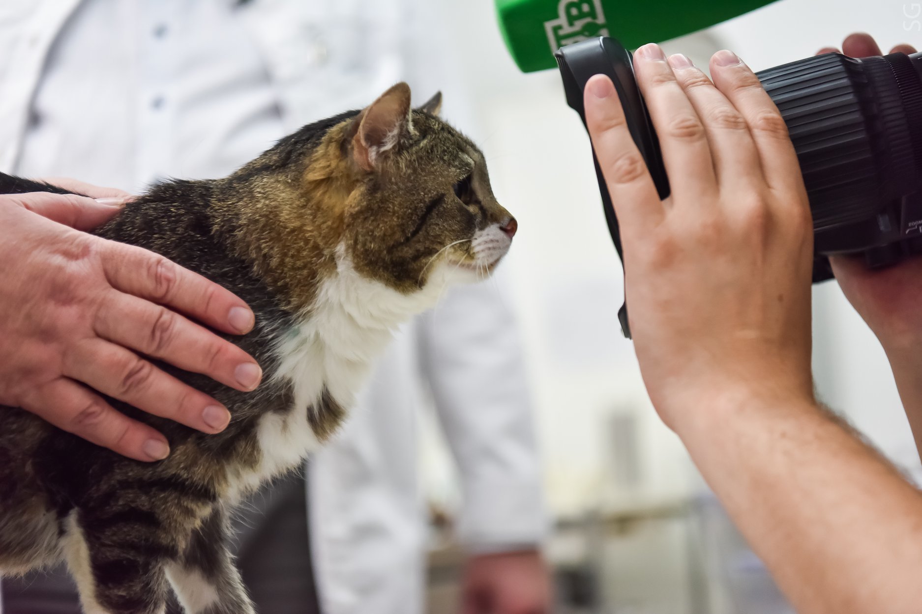 How the cat Lapunya was treated - Veterinary, Prosthetics, Habr, The science, Clinical trials, cat, Longpost