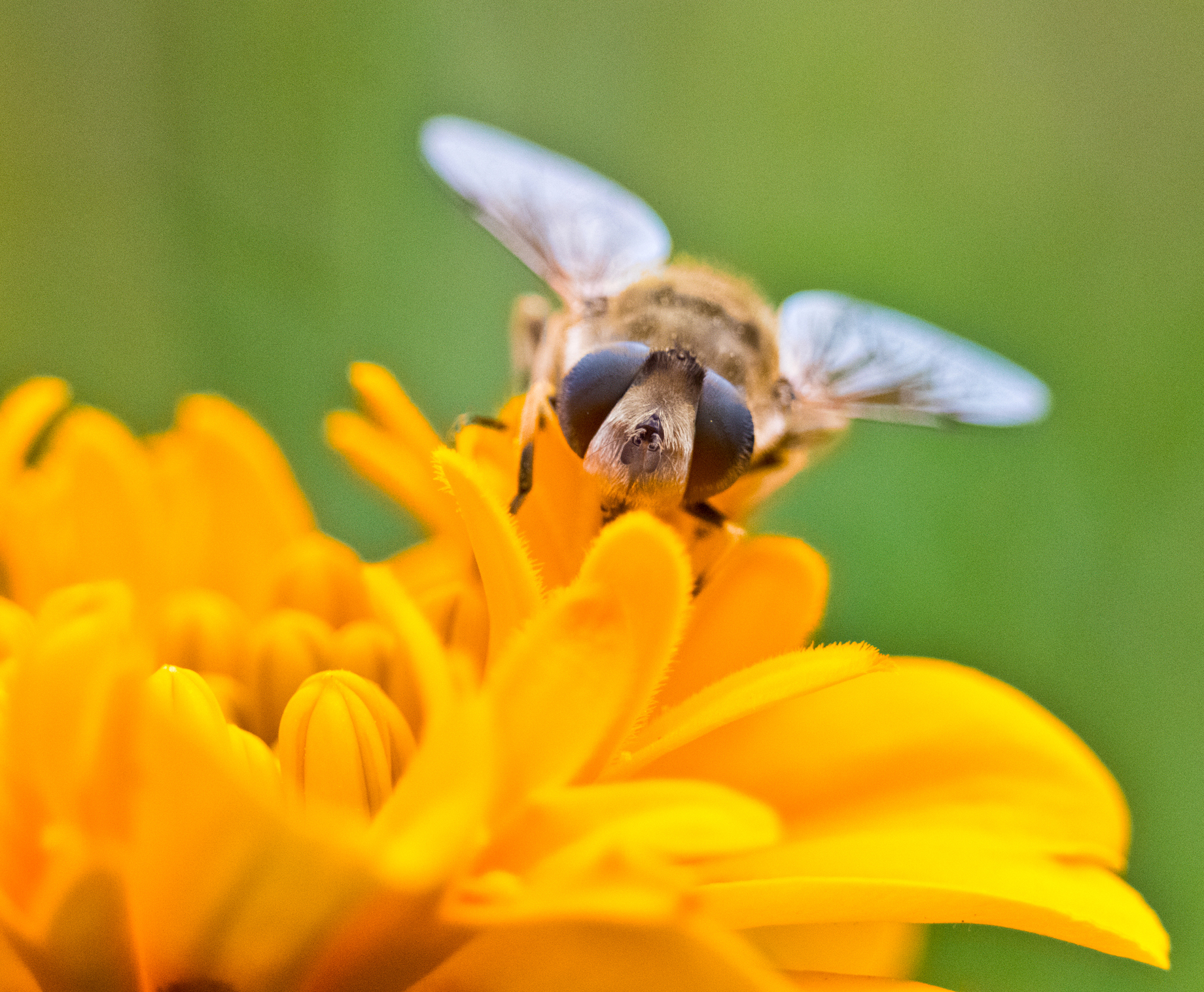 Bees at work - My, Bees, Flowers, The photo, Nature, Longpost