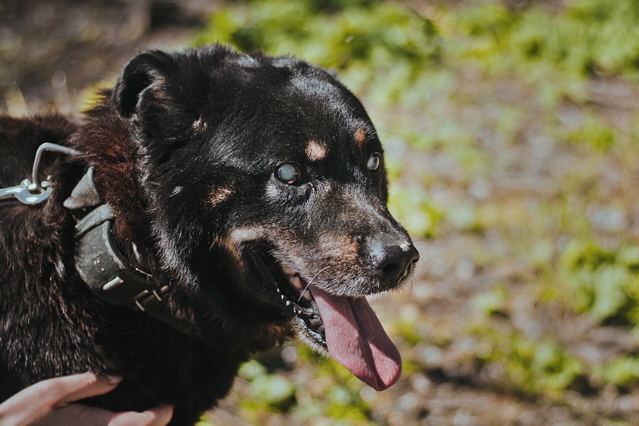 I took a blind dog out of the shelter for a walk and didn’t believe that he was blind - My, Kindness, Good, Pets, Dog, Dogs and people, Animal shelter, Longpost, The blind