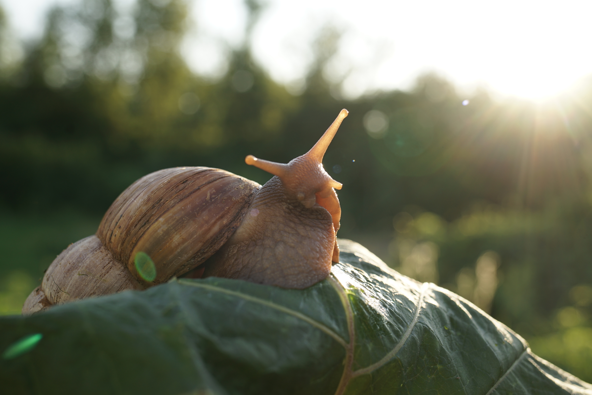 Snails - My, Snail, Achatina, The photo, Longpost