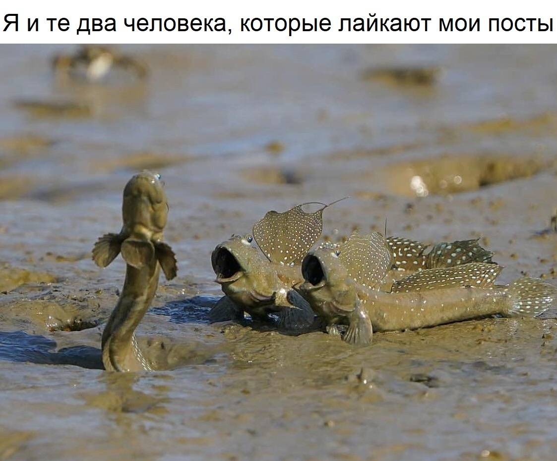 I couldn't resist))) - My, By itself, Followers, Like, Mudskipper, Picture with text, Reddit