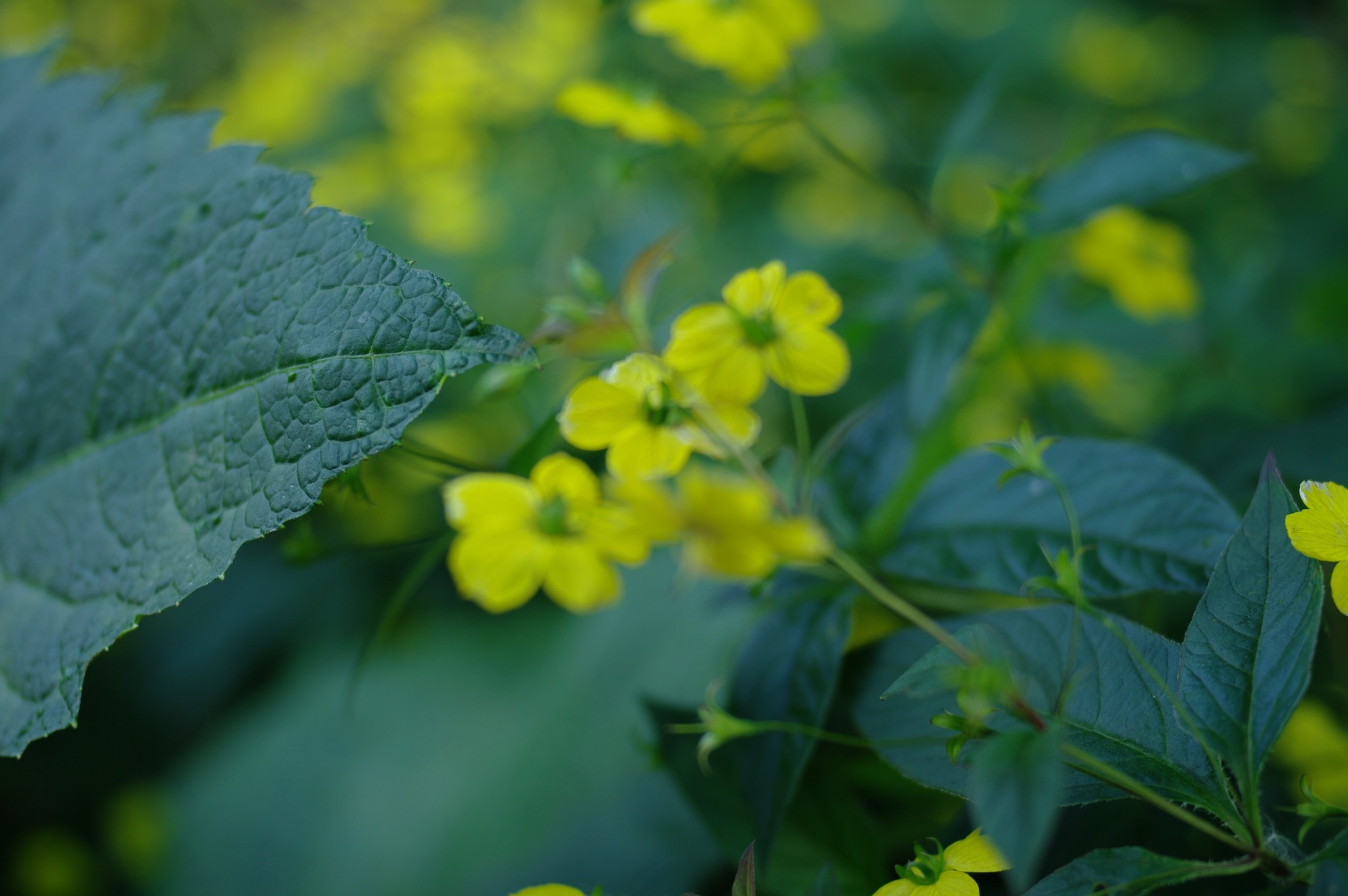 Summer - My, Flowers, Summer, The photo, Longpost