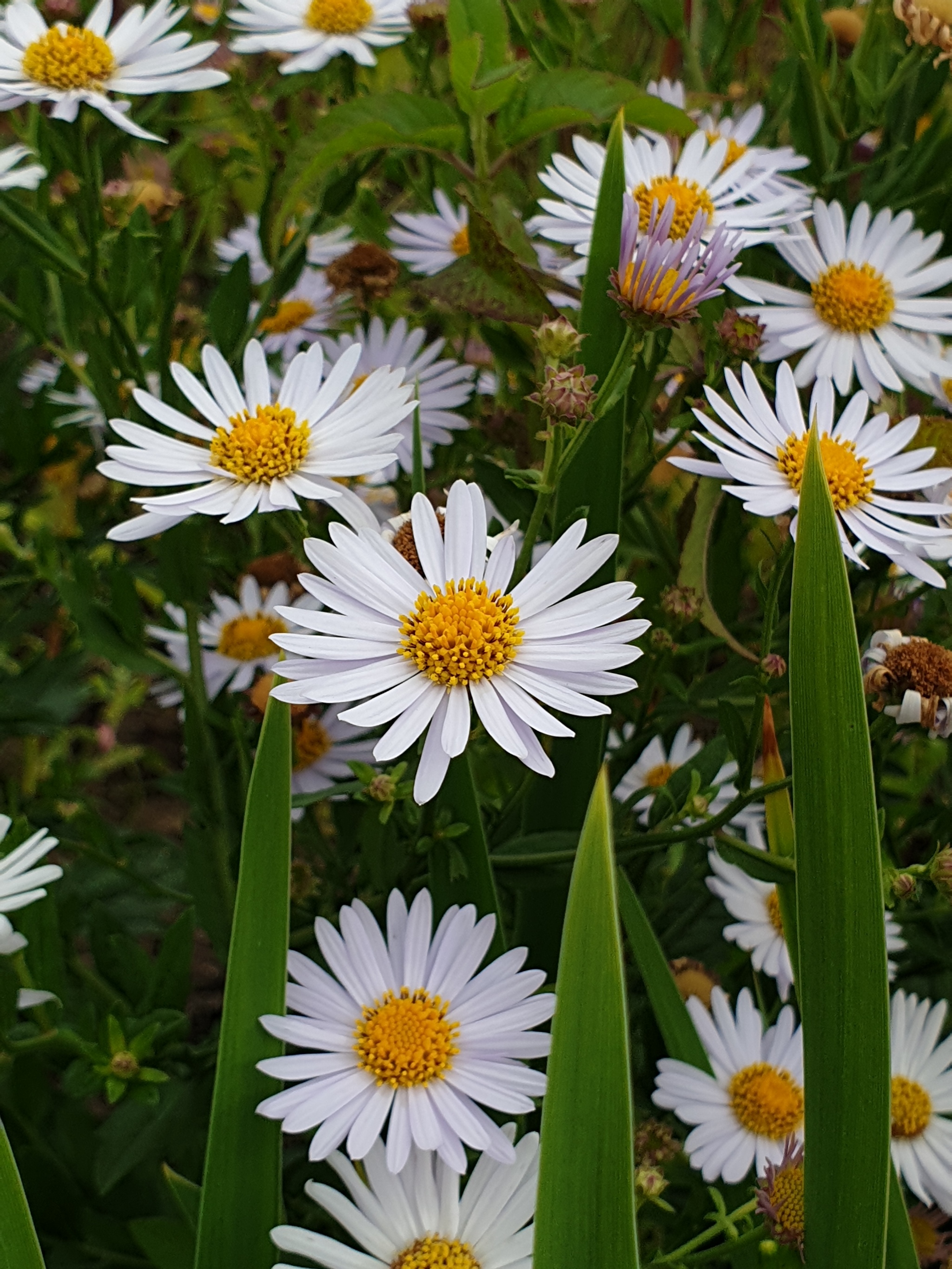 Summer at VDNH - My, Moscow, Flowers, VDNKh, Longpost, The photo