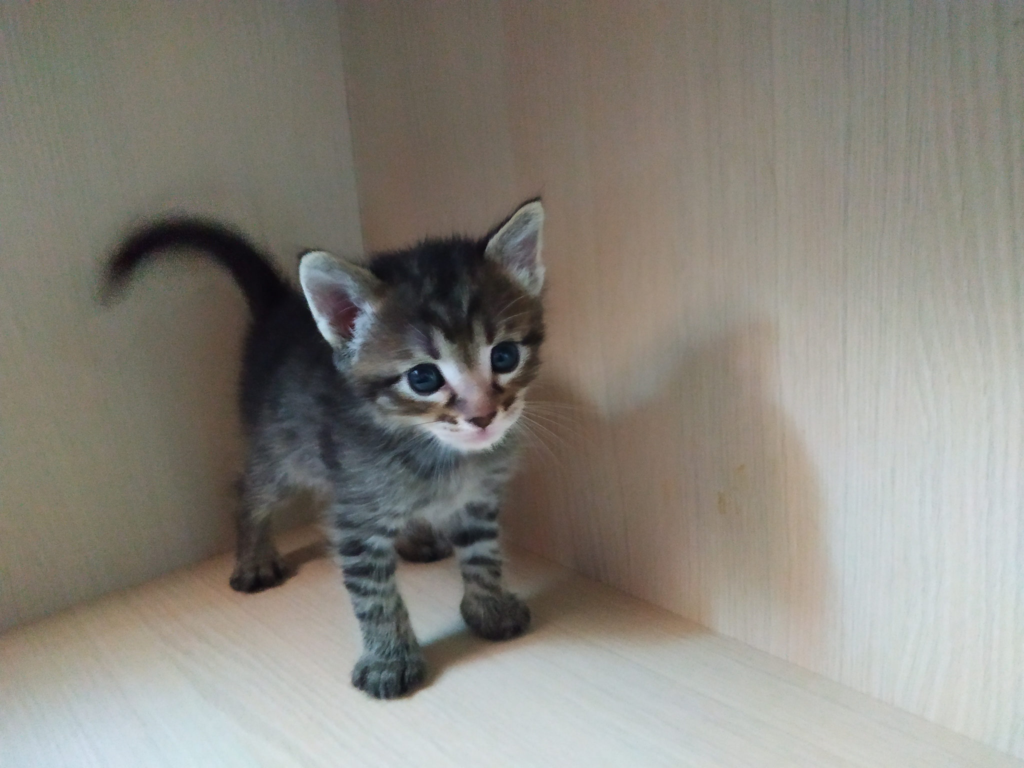 Kittens in good hands - My, In good hands, Kittens, Is free, Longpost, cat, Moscow region, No rating