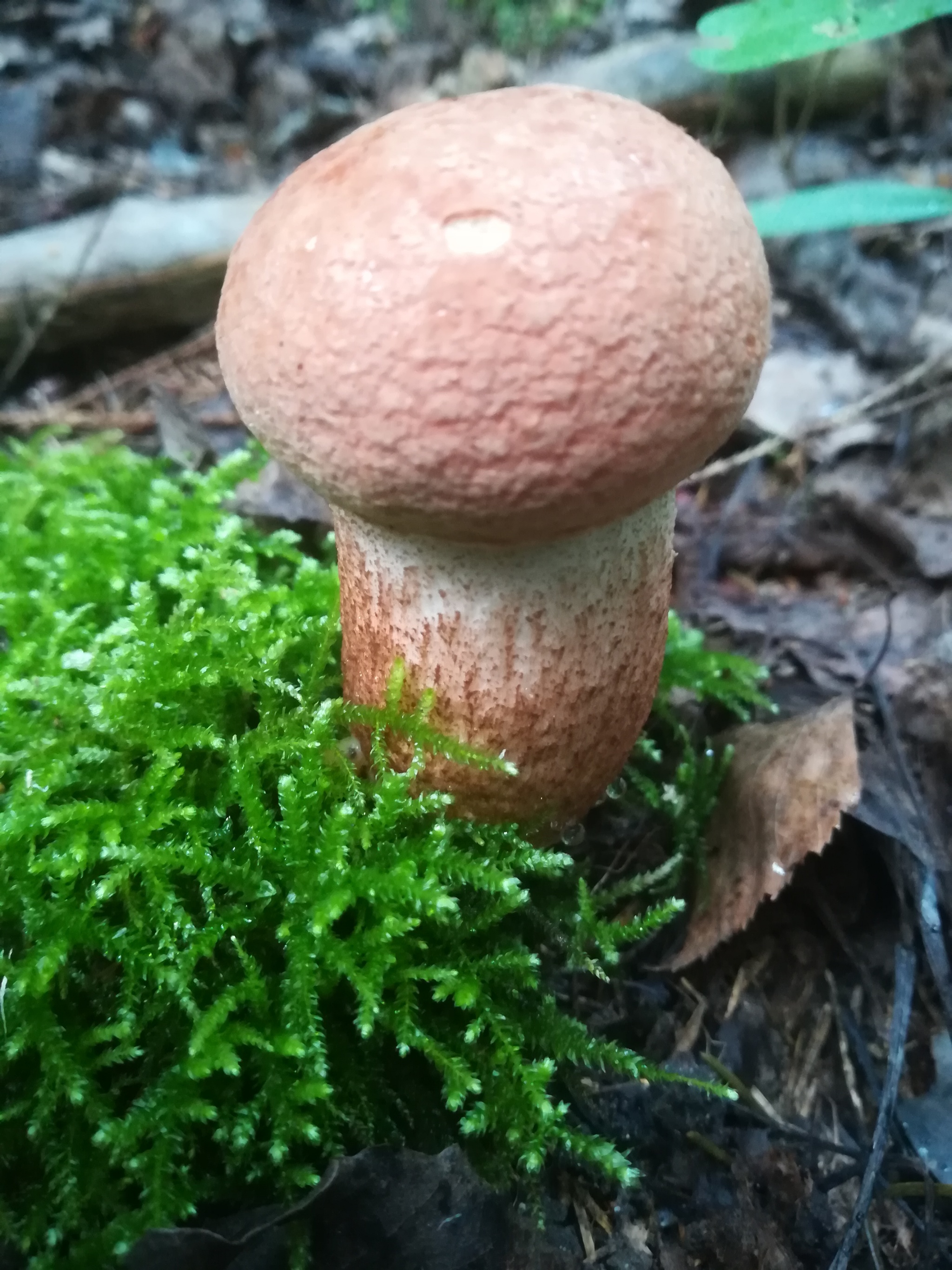 Mushrooms - My, Mushrooms, Boletus, Silent hunt, Forest, Longpost