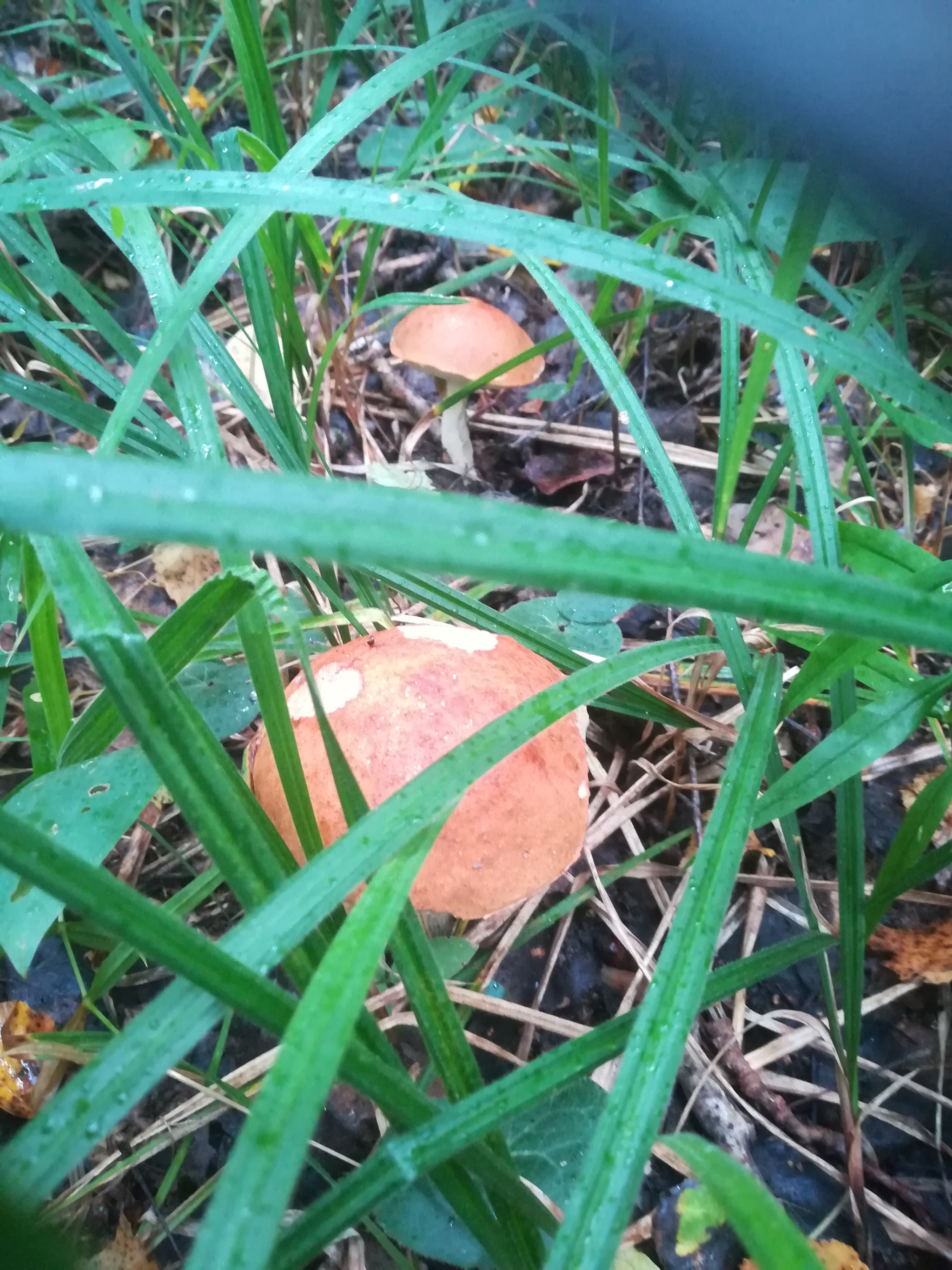 Mushrooms - My, Mushrooms, Boletus, Silent hunt, Forest, Longpost