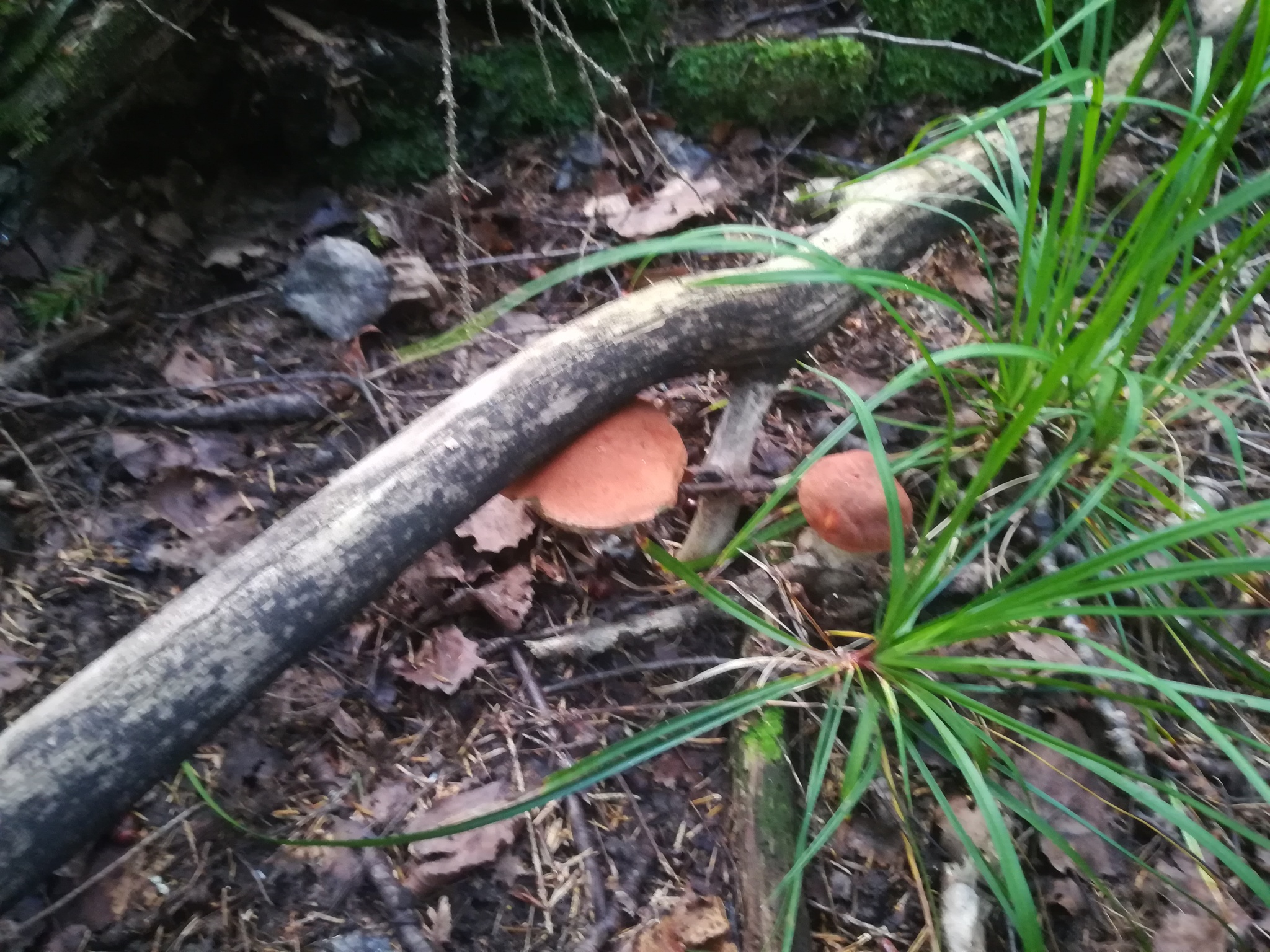 Mushrooms - My, Mushrooms, Boletus, Silent hunt, Forest, Longpost