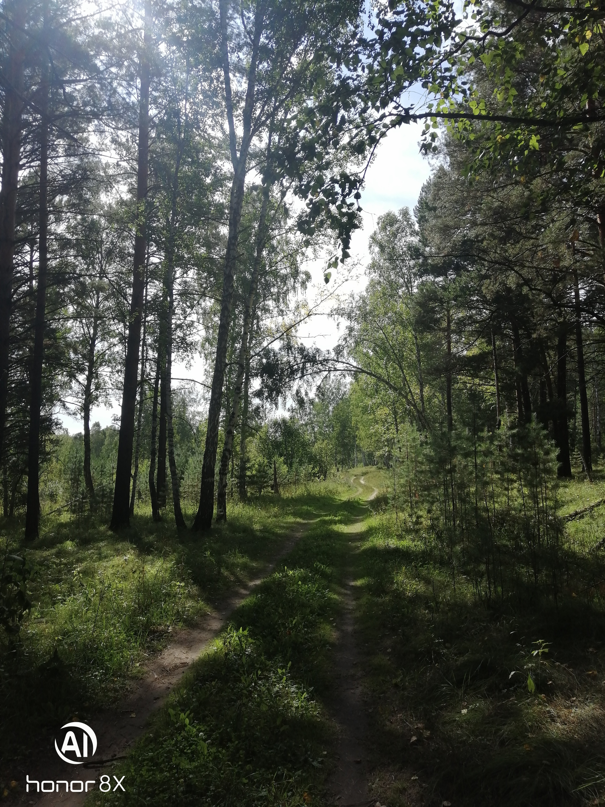 Forest, walk, beauty - My, Forest, Walk in the woods, Nature, Longpost