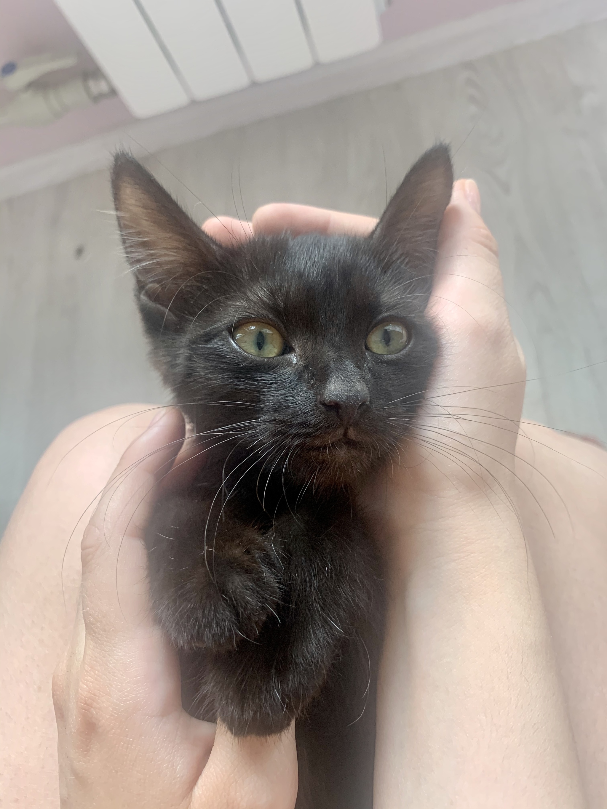 Belgorod. The cat is looking for a home. With delivery - My, No rating, In good hands, cat, Kittens, Black cat, Longpost, Belgorod