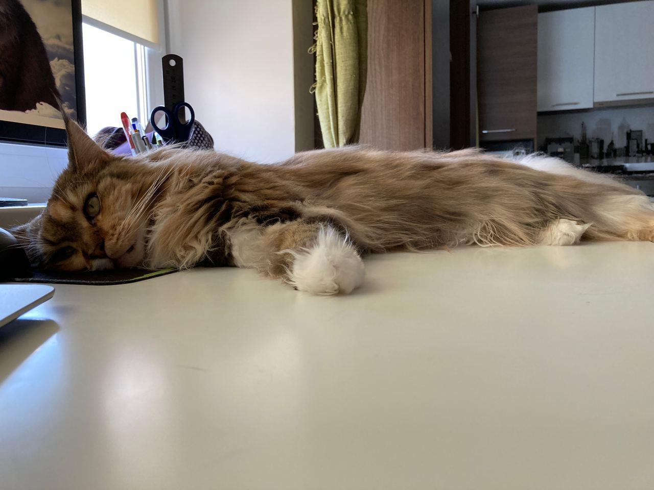 Cat and table - My, cat, Maine Coon, Longpost