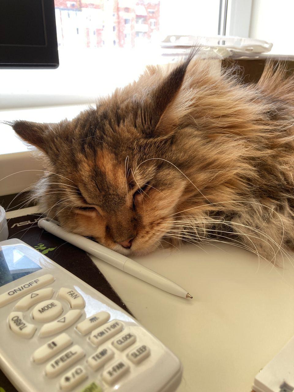 Cat and table - My, cat, Maine Coon, Longpost