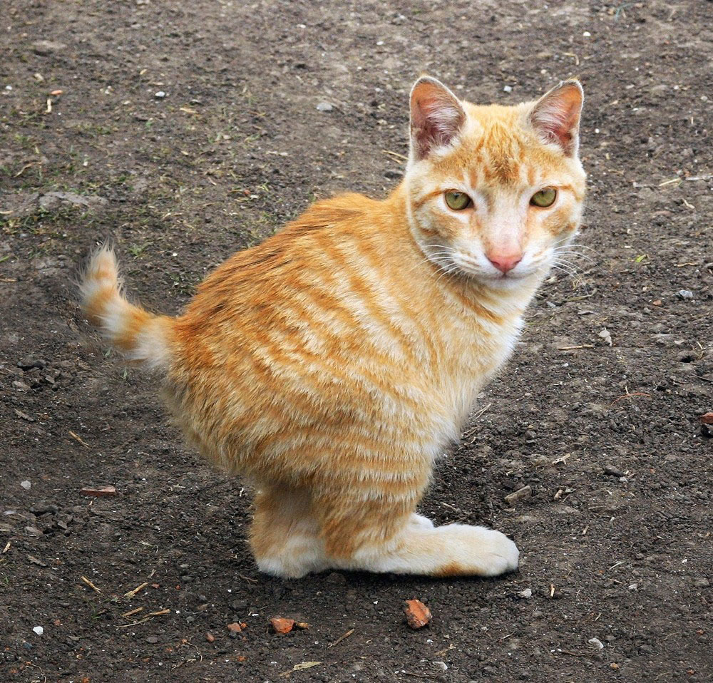 Little animal unknown - cat, Redheads, Panoramic shooting