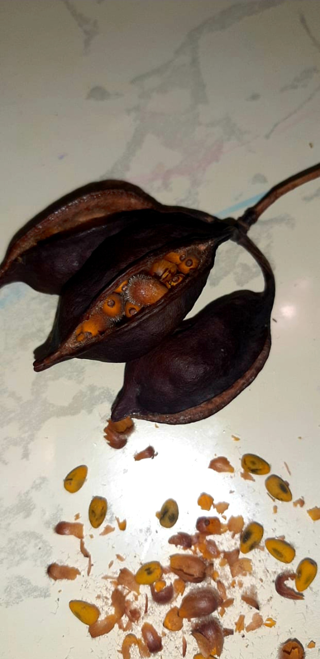 Help me identify the plant - Tree, Definition, Seeds, Cyprus, Longpost