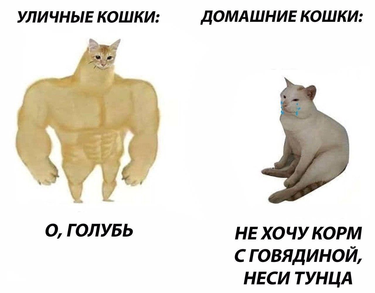 Кота с текстом