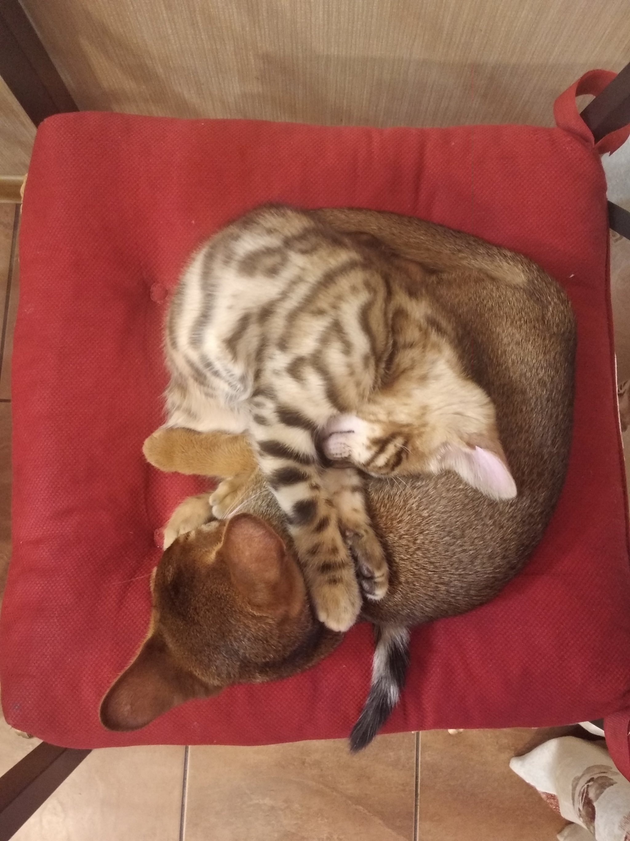 Cat days - My, Abyssinian cat, Bengal cat, Kittens, Longpost, cat