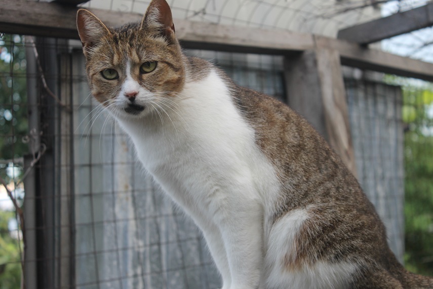 Life of the home shelter Kotoland 245 - My, cat, Shelter, Kindness, Lipetsk, Shelter Cotoland, Help, In good hands, Longpost