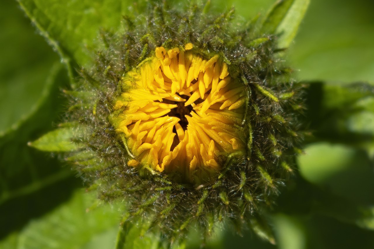 Flowers of Arkhyz - My, Caucasus, Arkhyz, The photo, Russia, Travel across Russia, Longpost