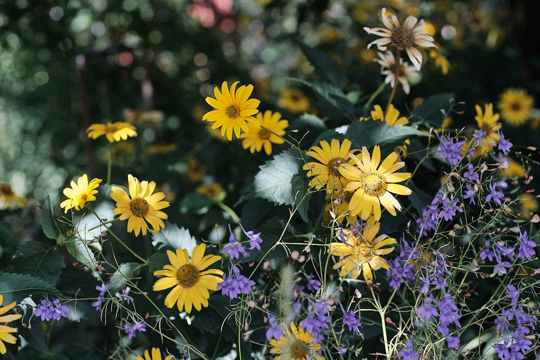 Summer, floral - My, The photo, Fujifilm, Flowers, Summer