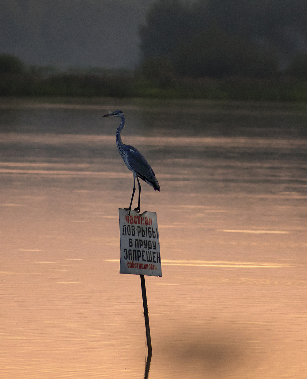 GRAY HERON - My, Heron, Gray heron, Ornithology, Birds, Nature, Moscow region, Schelkovo, Video, Longpost