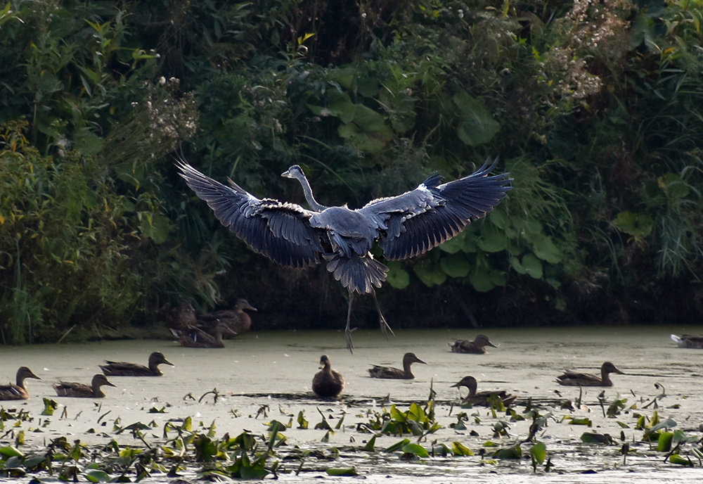 GRAY HERON - My, Heron, Gray heron, Ornithology, Birds, Nature, Moscow region, Schelkovo, Video, Longpost