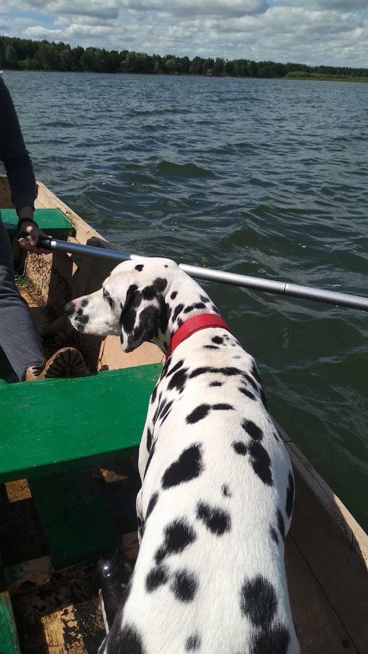 The story of a new friend - My, Dalmatian, Dog, Sport, Tourism, Travels, friendship, 101 dalmatians, Longpost, Life stories