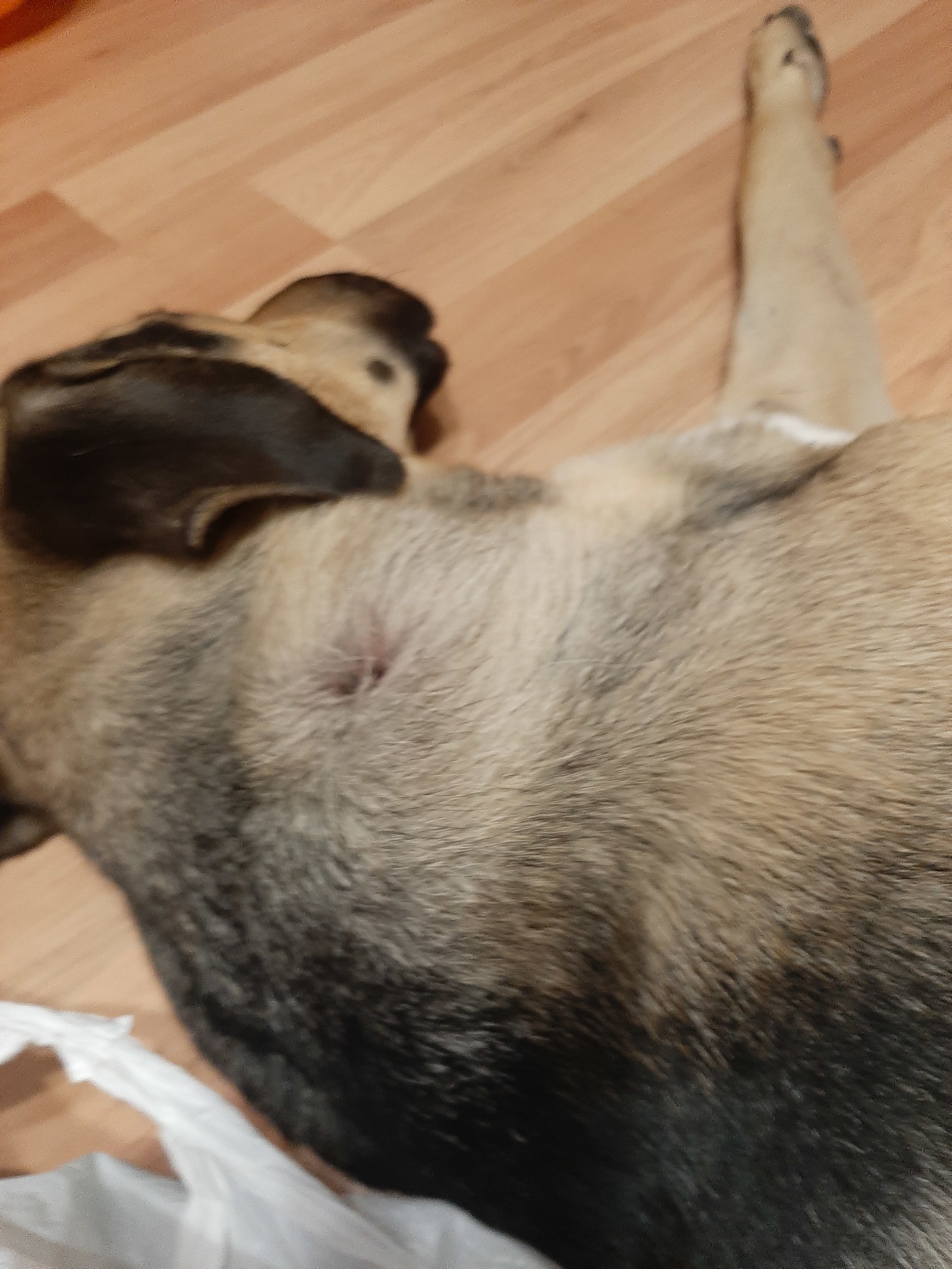 Has anyone encountered this? We caught a tick, piroplasmosis. How were you treated and what did you do? The dog is recovering but there are still worries... - My, Dog, Mite, Longpost, Help, Piroplasmosis, No rating