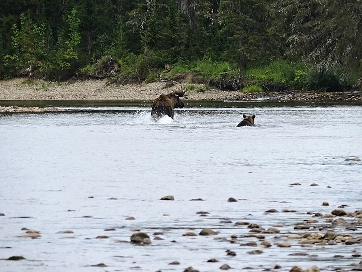 Fight in the Perm region: a bear attacked a moose! - The Bears, Elk, Fight, Perm Territory, Reserves and sanctuaries, Wild animals, wildlife, Longpost, Negative