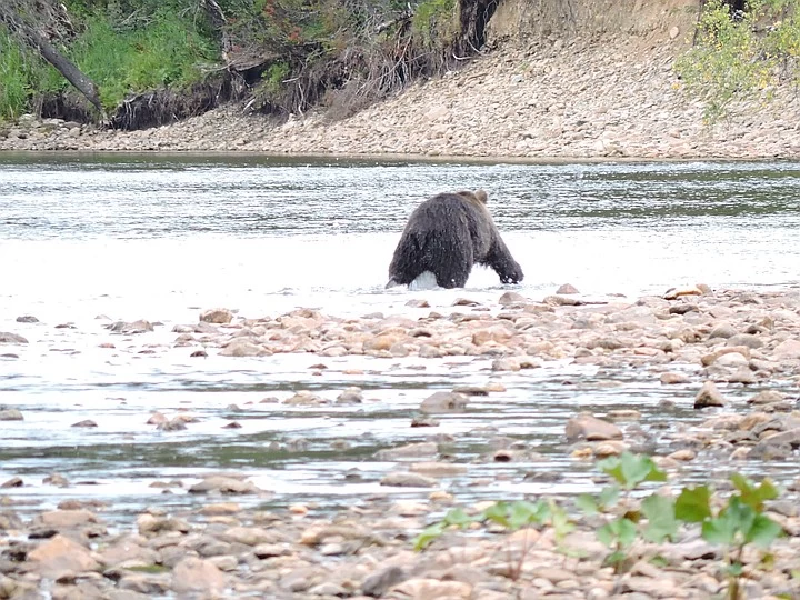 Fight in the Perm region: a bear attacked a moose! - The Bears, Elk, Fight, Perm Territory, Reserves and sanctuaries, Wild animals, wildlife, Longpost, Negative