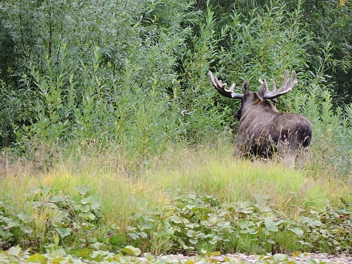 Fight in the Perm region: a bear attacked a moose! - The Bears, Elk, Fight, Perm Territory, Reserves and sanctuaries, Wild animals, wildlife, Longpost, Negative